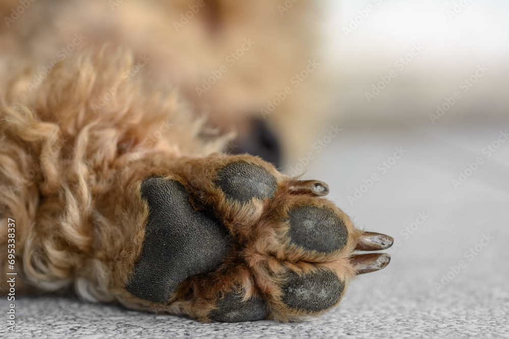 Young brown poodle dog paw close up. Young brown poodle dog paw close up.