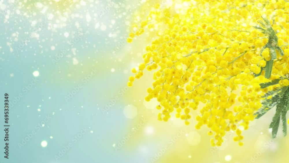 Fresh french mimosa flowers, symbol of 8 march, international womens day