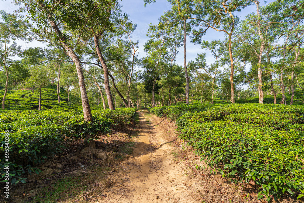 Scenic morning landscape view of bright path in hilly tea garden, Sylhet, Bangladesh Scenic morning landscape view of bright path in hilly tea garden, Sylhet, Bangladesh