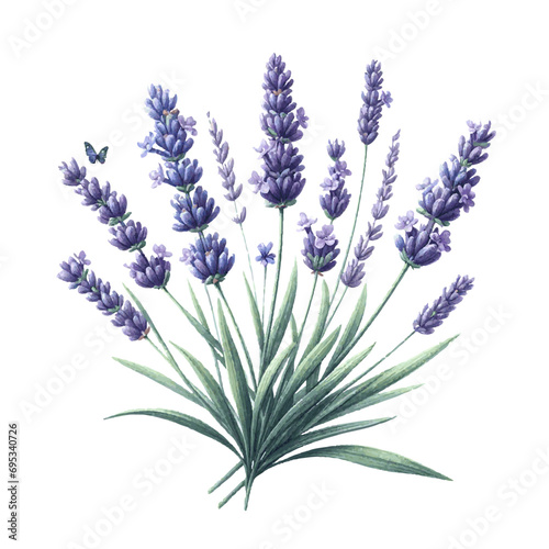 lavender flower plant with leaves watercolor paint on white for greeting card wedding design