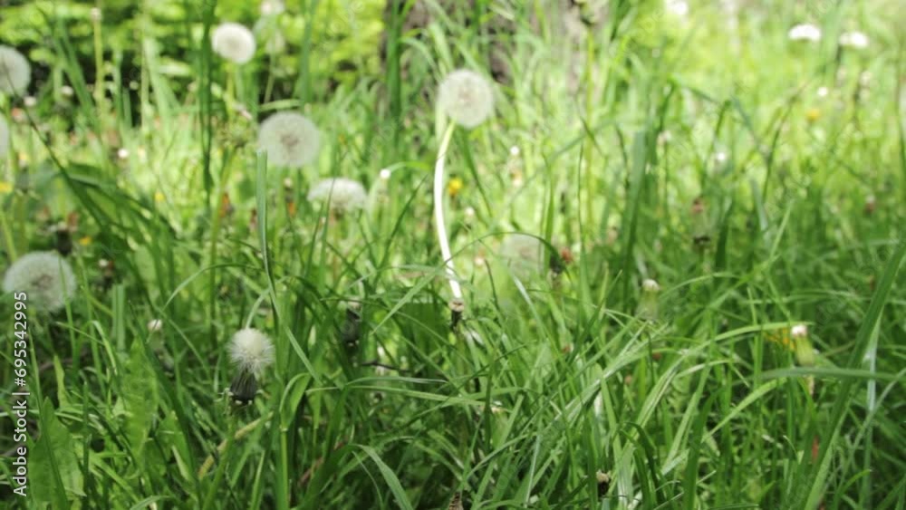 Grass and dandelions in summer Grass and dandelions in summer