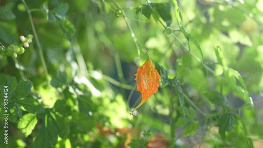The bitter melon on the tree is eaten as a healthy food. The bitter melon on the tree is eaten as a healthy food.