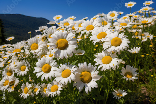 A Hillside Blanketed with the Bright Faces of Daisies