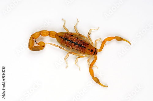 Common Lesser-Thicktail Scorpion // Afrikanischer Dickschwanz-Skorpion (Uroplectes carinatus) photo