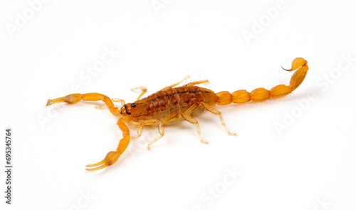 Afrikanischer Dickschwanz-Skorpion // Common Lesser-Thicktail Scorpion (Uroplectes carinatus)