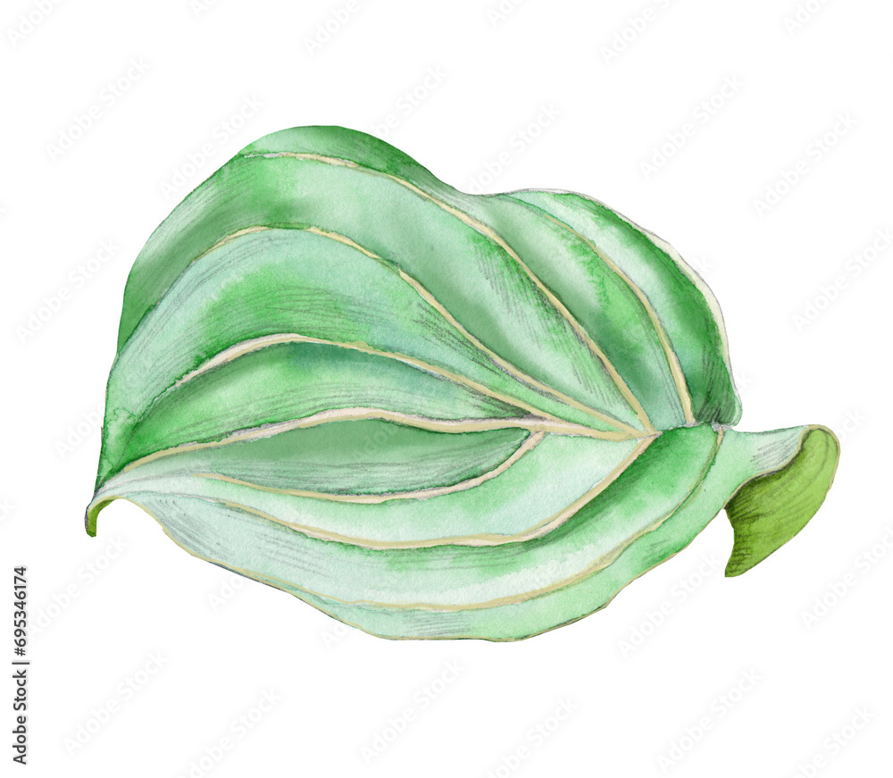 Naklejka premium Tropical green leaf drawn in watercolor isolated on white background. Botanical illustration.