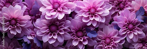 Background Purple Chrysanthemums Closeup Bright , Banner Image For Website, Background, Desktop Wallpaper