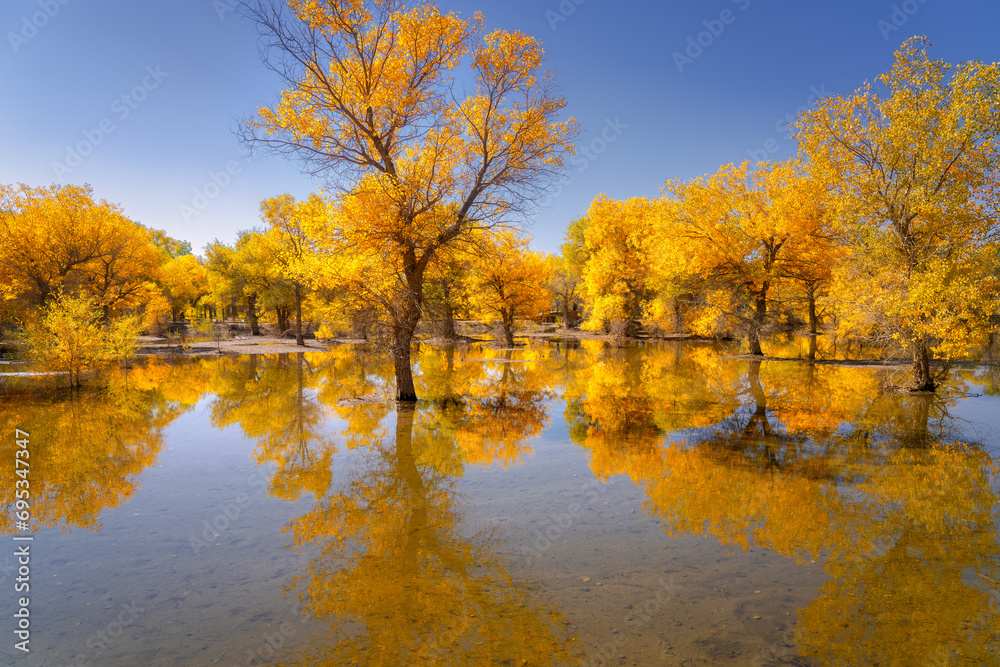 autumn trees in the park