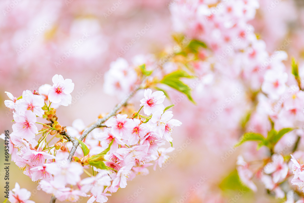 河津桜のアップ 河津桜のアップ