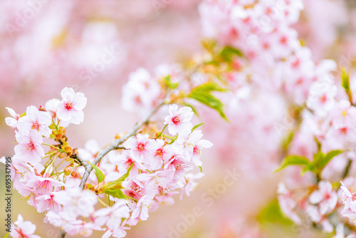  河津桜のアップ