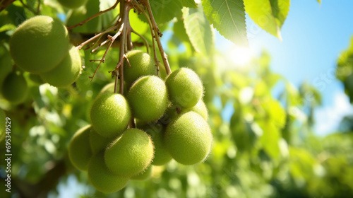 Kiwi Orchard - Unripe Kiwi Fruit Cluster on Vine