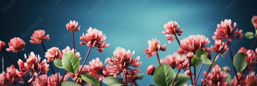 Wild Red Clover Trifolium Pratense , Banner Image For Website, Background, Desktop Wallpaper
