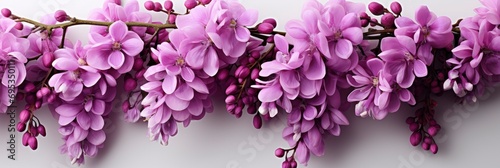 Wisteria Flowers Branch Isolated On White , Banner Image For Website, Background, Desktop Wallpaper