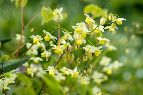  Epimedium Fukujuji close up flowered yellow blossoms in the garden in spring. In Goryanka yellow flowers are yellow, collected in a brush photo