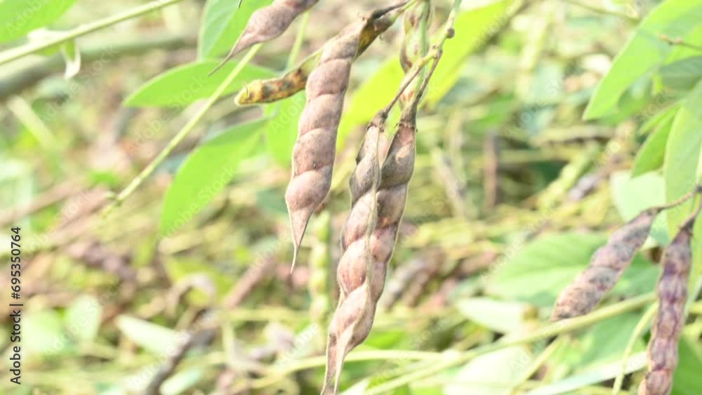 Green pigeon pea pod. Its other names Cajanus cajan, pigeonpea, red gram or tur. This is a perennial legume from the family Fabaceae. Green pigeon pea pod. Its other names Cajanus cajan, pigeonpea, red gram or tur. This is a perennial legume from the family Fabaceae.