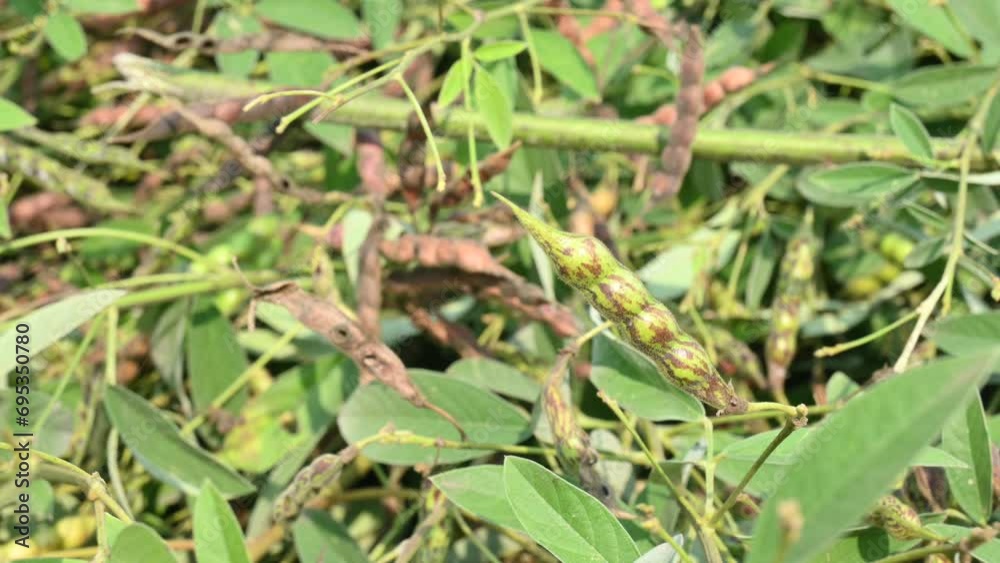 Green pigeon pea pod. Its other names Cajanus cajan, pigeonpea, red gram or tur. This is a perennial legume from the family Fabaceae. Green pigeon pea pod. Its other names Cajanus cajan, pigeonpea, red gram or tur. This is a perennial legume from the family Fabaceae.