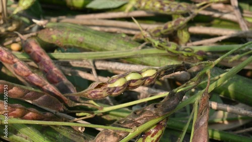 Green pigeon pea pod. Its other names Cajanus cajan, pigeonpea, red gram or tur. This is a perennial legume from the family Fabaceae. photo