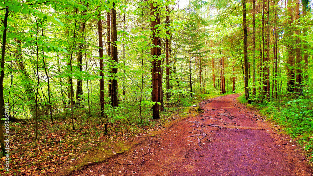 Fototapeta premium Buchenwald im Frühling