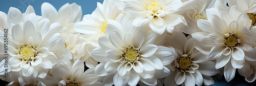 White Chrysanthemums Photography Horizontal Nature   Banner Image For Website  Background  Desktop Wallpaper
