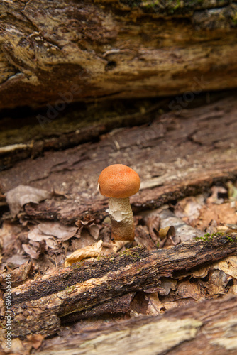 Single red boletus mushroom in the wild. Red boletus mushroom grows on the forest floor at autumn season..
