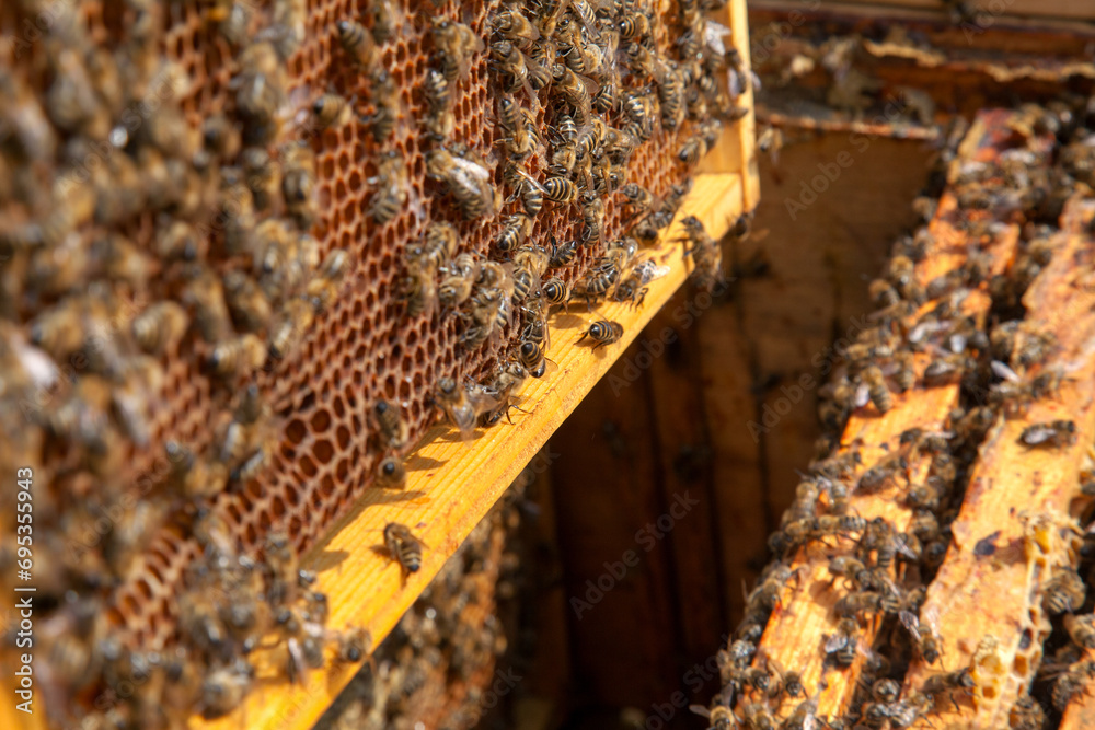 Open hive showing the bees swarming on a honeycomb.. Open hive showing the bees swarming on a honeycomb..