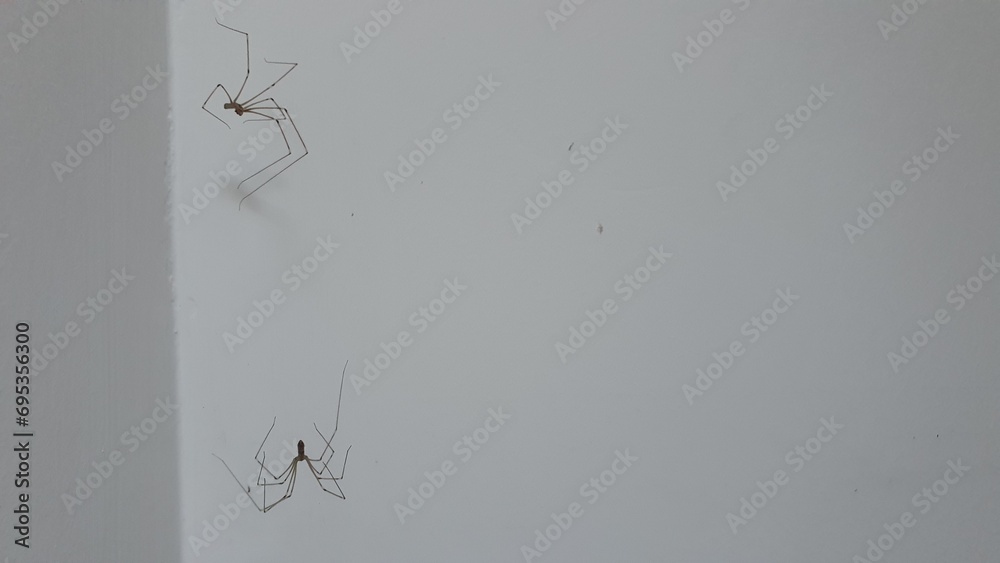 Two dead long-legged spiders on a white wall - obrazy, fototapety, plakaty 