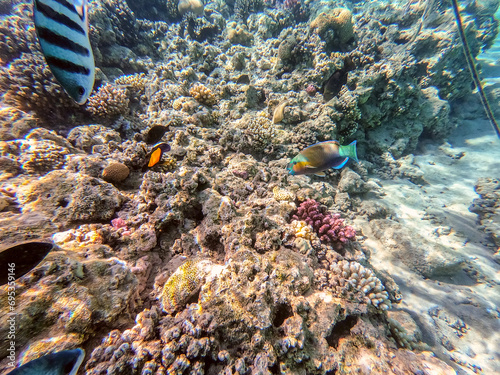 Close up view of Hipposcarus longiceps or Longnose Parrotfish  Hipposcarus Harid  at coral reef..