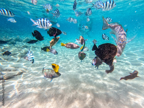 Shoal of differend kinds of the fish -  sailfin tang, Longnose Parrotfish, Picasso trigger, Birdmouth wrasse and other tropical fish swimming at the coral reef in the Red Sea, Egypt.. photo