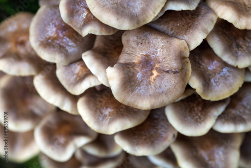 Group of Mushroom Background Full Frame Close Up