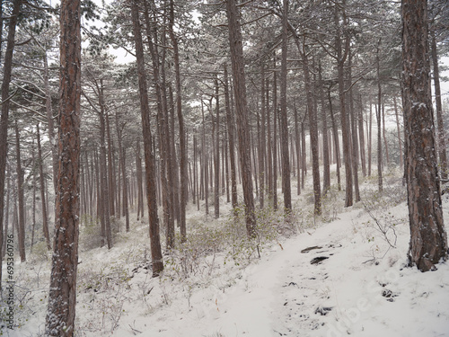 snow in the forest.winter time © babaroga