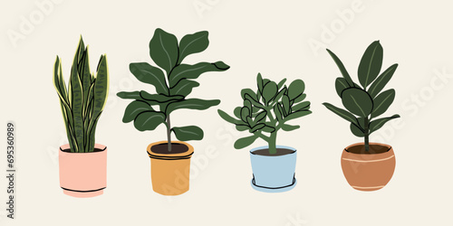 Flat vector houseplants collection. Snake plant, fiddle-leaf fig, jadeplant, rubber tree photo