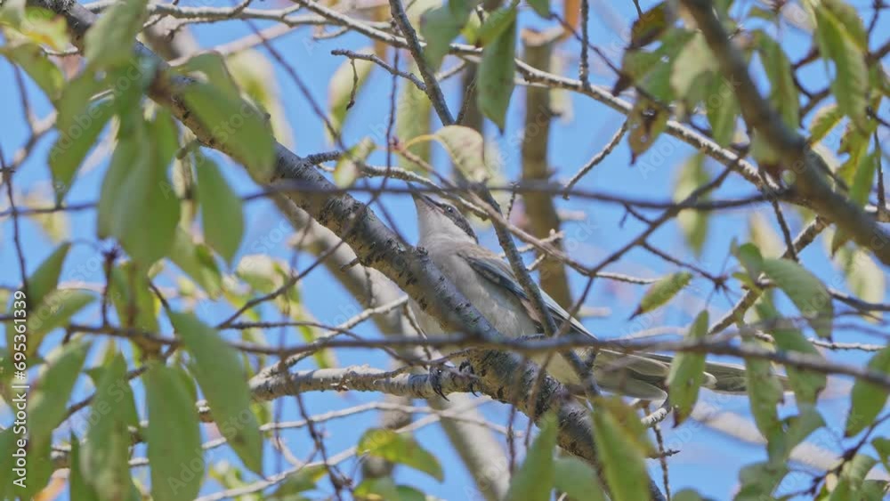 azure winged magpie in a forest azure winged magpie in a forest