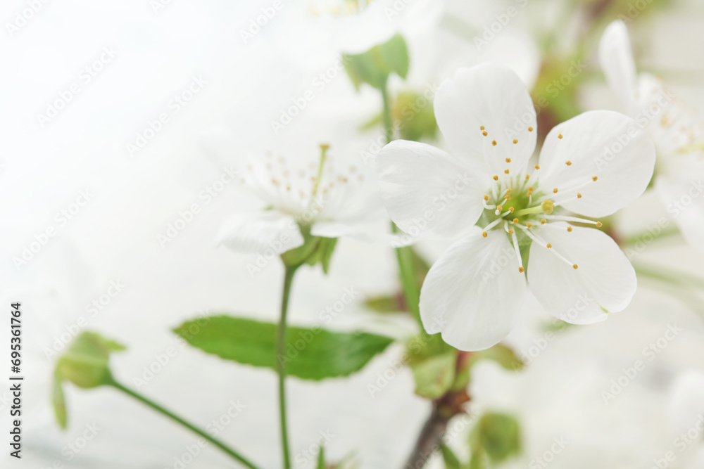 Blooming white apple or cherry blossom on white wooden background. Happy Passover background. Spring Easter background. World environment day. Easter, Birthday, womens day holiday. Top view. Mock up.