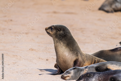 Detail of the seal colony at Cape Cross, off the skeleton coast of Namibia.