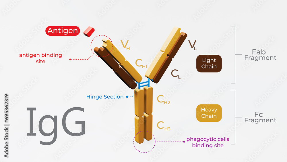 3d illustration of antibody molecule or immunoglobulin G with clear - Variable And Constant Region Of Antibody