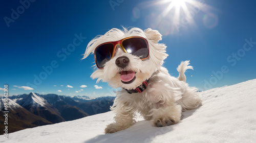 Nice dog on snow mountains wearing sunglasses in a sunny day.