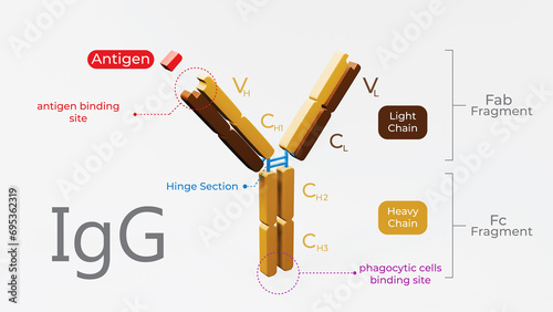 3d illustration of antibody molecule or immunoglobulin G with clear labelling of variable and constant regions