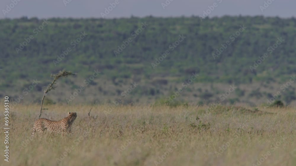 Long lens of a cheetah (Acinonyx jubatus) walking through the grasslands ready to hunt during the morning in Africa.