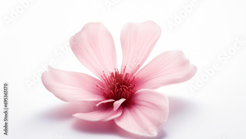 Huge pink flower isolated on whi, on right,background for Valentine's Day, March 8, wedding day