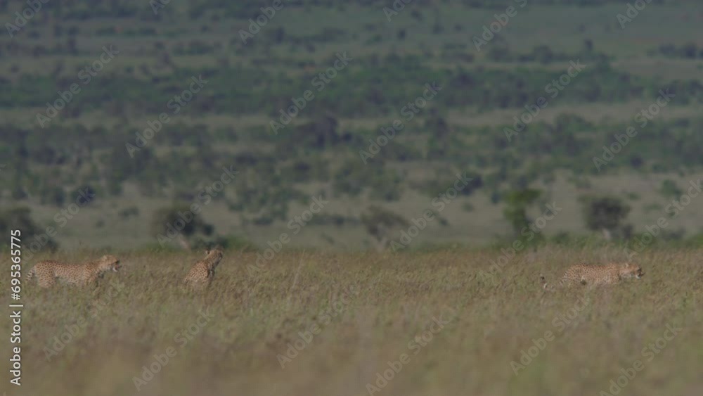 Long lens of a coalition of cheetahs (Acinonyx jubatus) scanning the grasslands for prey during the morning in Africa. Long lens of a coalition of cheetahs (Acinonyx jubatus) scanning the grasslands for prey during the morning in Africa.