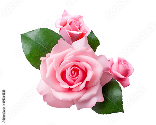 Fototapeta Naklejka Na Ścianę i Meble -  pink rose isolated on white