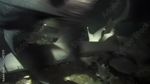 Nightdive with reef sharks feeding frenzy photo