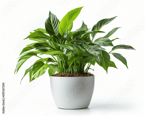 Wallpaper Mural Home Greenery Plant Isolated	 Torontodigital.ca