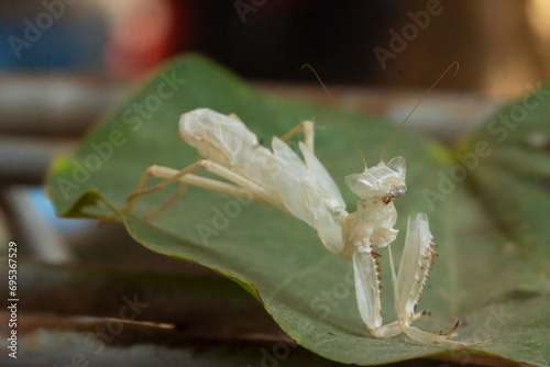 Foto White patches of grasshoppers attach to leaves after they molt, completing their life cycle for grasshopper growth