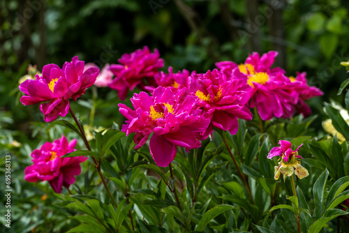 Pink flowers peonies flowering on background pink peonies. Peonies garden. 