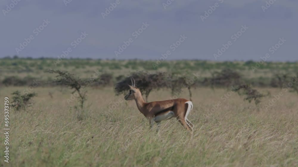 Long lens of a herd Thomson's gazelles (Eudorcas thomsonii) walking across the savannah alert of predators during the morning in Africa. Long lens of a herd Thomson's gazelles (Eudorcas thomsonii) walking across the savannah alert of predators during the morning in Africa.