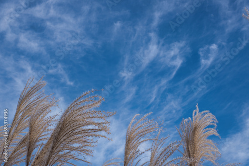 wind and silver grass 2