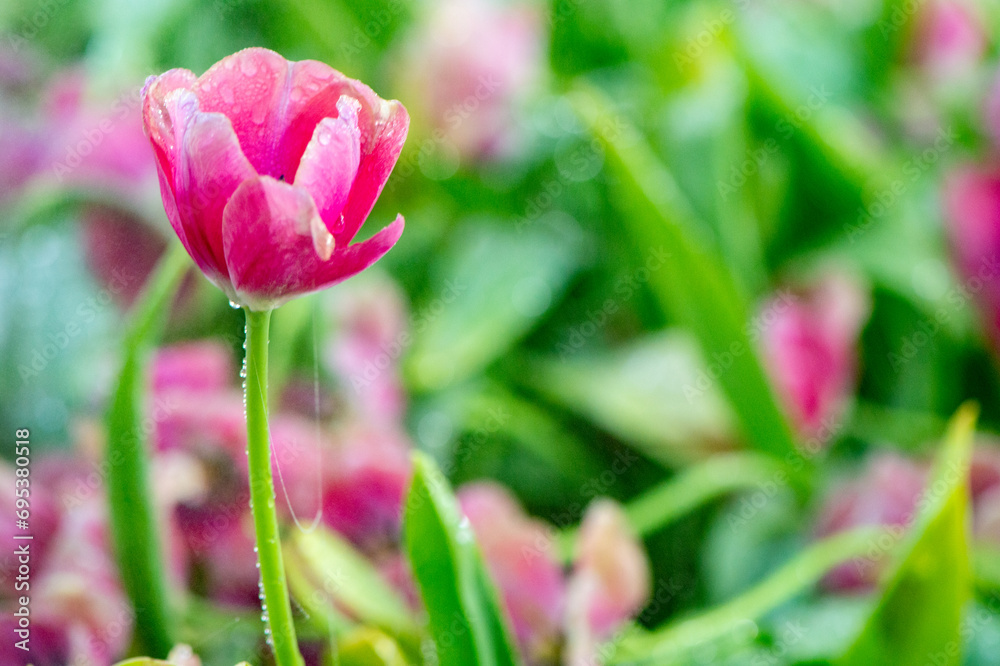 pink tulip in the garden on blurred background pink tulip in the garden on blurred background