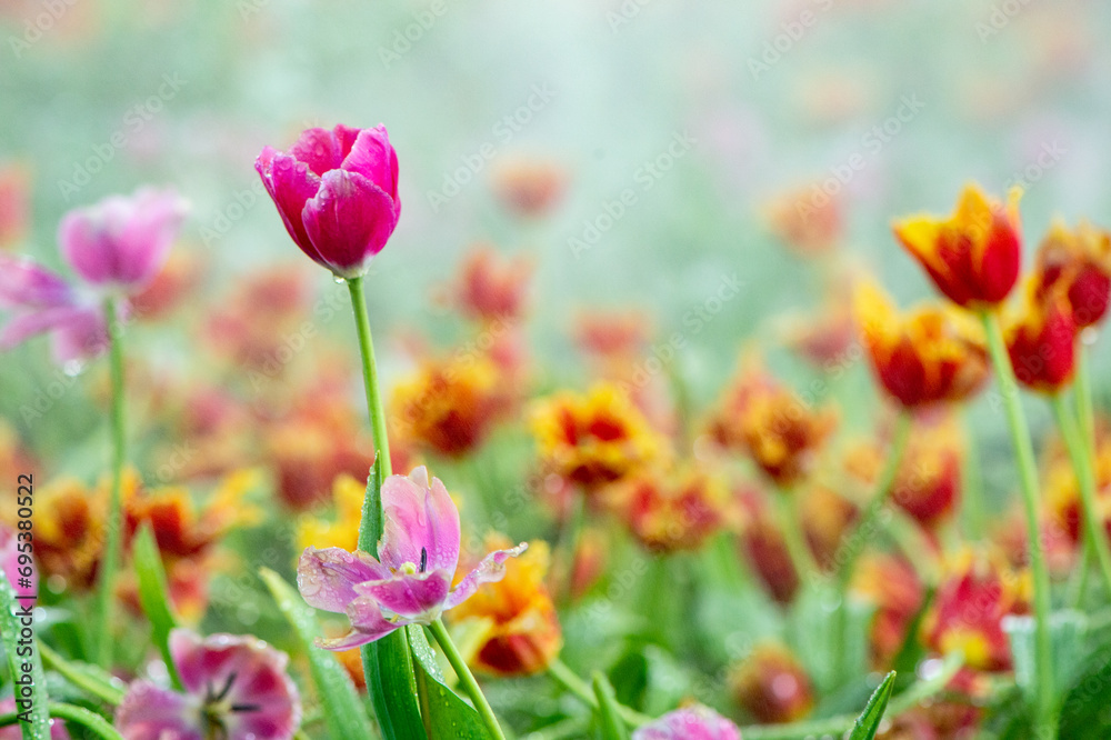 pink tulip in the garden on blurred background pink tulip in the garden on blurred background
