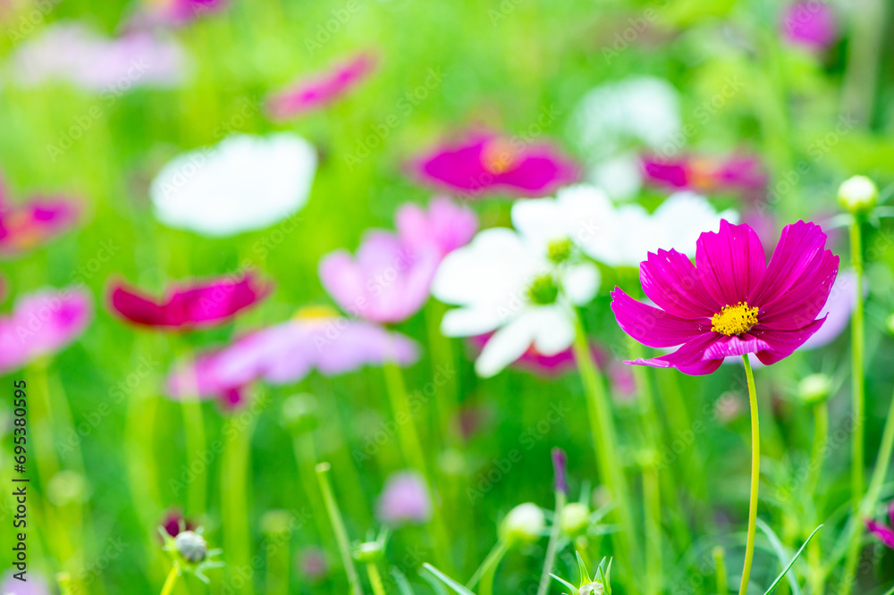 pink cosmos in the garden on blurred background pink cosmos in the garden on blurred background